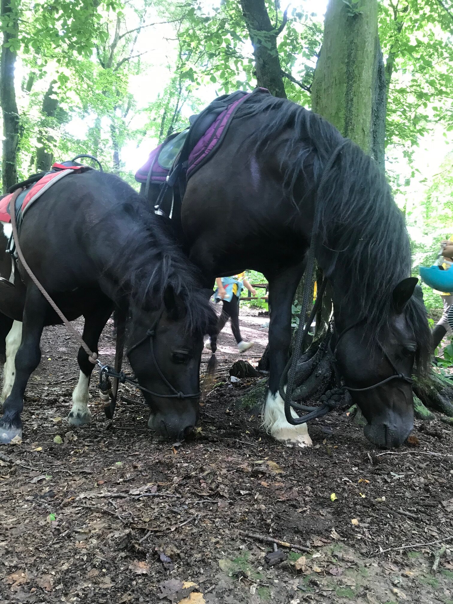tábor (1) tábor (1)